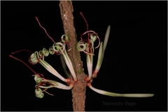 Helicanthes elastica